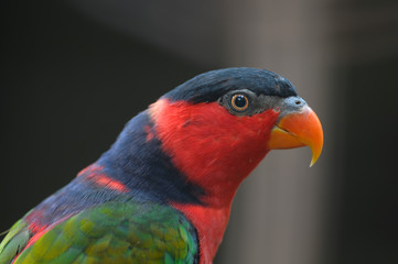 Red Bird chattering lory