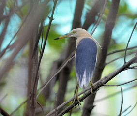Javan Pond-Heron(Ardeola speciosa) Asia Thailand