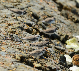 Kentish Plover (Charadrius alexandrinus)