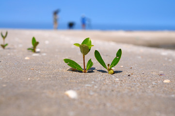 Mangroves in desert