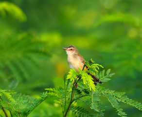 Plain Prinia ,nature  in Thailand