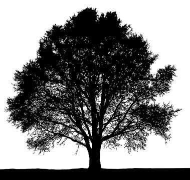 Fototapeta Lone black tree silhouette on white background.