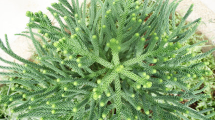 Pine trees. Background and texture.