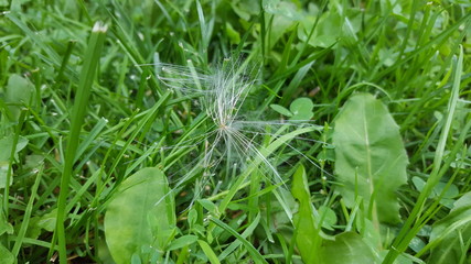 Dandelion Seed