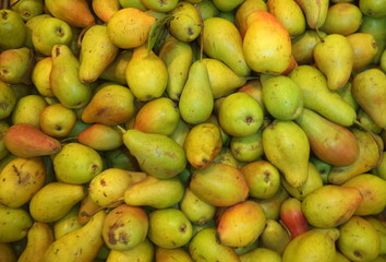fresh pears of early variety