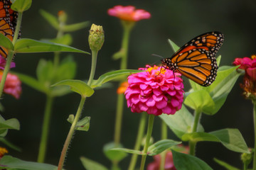 butterfly on flower