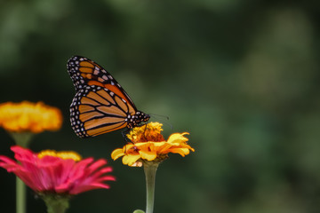 Fototapeta na wymiar Butterfly on flower