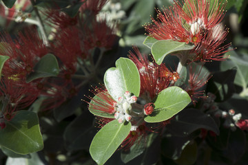 Sydney Australia, Flowering New Zealand Christmas bush