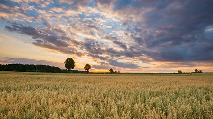 Beautiful summer sunset landscape with oat field - 222391669