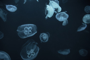 jellyfish in the aquarium