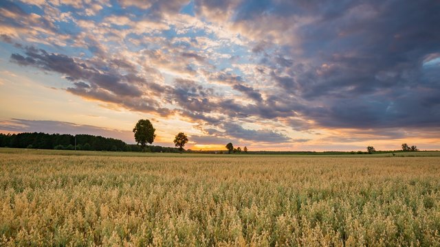 Beautiful summer sunset landscape with oat field