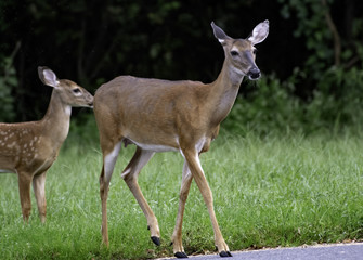 White-tailed deer in cover