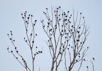 Common starlings (Sturnus vulgaris)