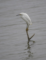 Snowy egret, Egretta thule