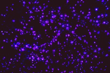 Flicker of blue lights.