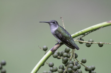 Hummingbird