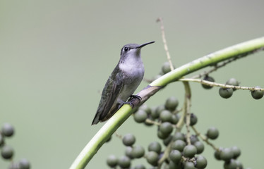 Hummingbird
