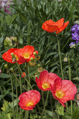 Fototapeta premium Sydney Australia, flowerbed of colorful pink and orange poppiesSydney Australia, flowerbed of colorful pink and orange poppiesSydney Australia, flowerbed of colorful pink and orange poppies