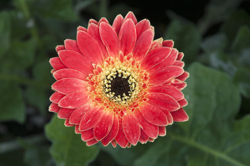 Sydney Australia, close-up of colorful gerbera flower in garden