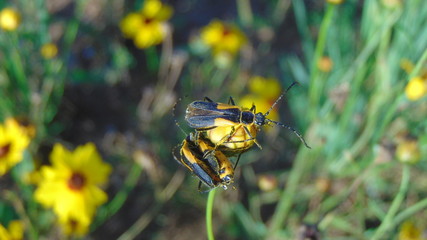 Huddled bugs on a tiny flower