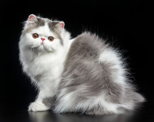 Exotic cat isolated on Black Background in studio