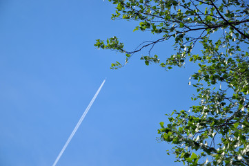 tree and sky