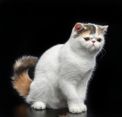 Exotic cat isolated on Black Background in studio