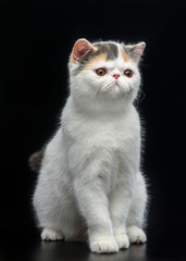 Exotic cat isolated on Black Background in studio