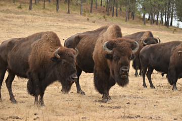 Bison