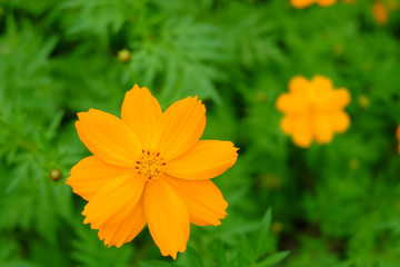 The beautiful of Sulfur Cosmos or Yellow Cosmos and green leaf is background