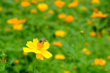 Obraz premium Honey Bee collecting pollen on yellow Cosmos or Yellow Cosmos flower and green leaf is background