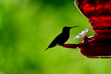 hummingbird