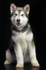 Alaskan Malamute dog on Isolated Black Background in studio