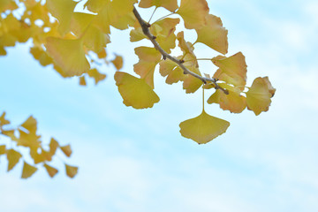 イチョウ　黄葉　青空

