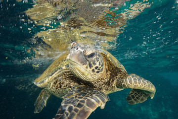 Turtles in Hawaii