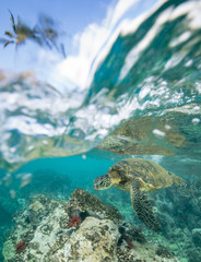 Obraz na płótnie Canvas Turtles in Hawaii