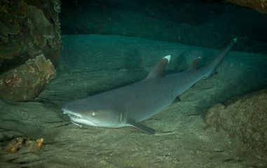 white tip reef shark