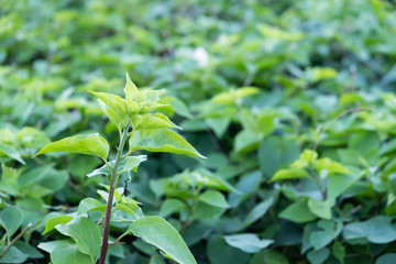 green grass background