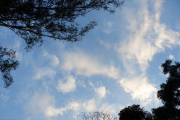 Trees and blue sky background. Silhouette.