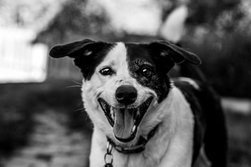 portrait of a smiling and playful dog