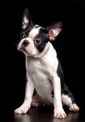 Boston Terrier Dog on Isolated Black Background 