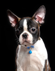 Boston Terrier Dog on Isolated Black Background 