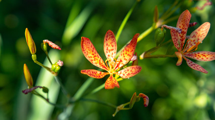 Fototapeta na wymiar Iris domestica flowers