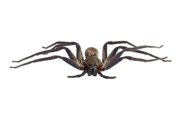brown spider isolated on white background