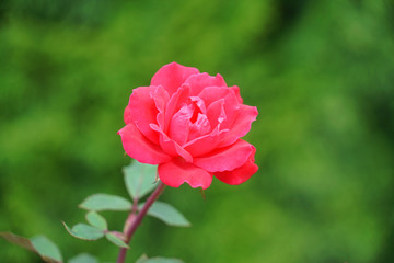 Obraz premium single red rose in front of green background