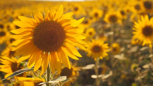 Sunset over the field of sunflowers against a cloudy sky. Beautiful summer landscape agriculture. slow motion video. field of blooming sunflowers on a background sunset. harvesting agriculture