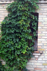 Depressive partially abandoned village near the Chernobyl zone. 
