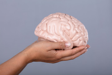Human Hand Holding Human Brain Model