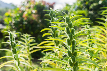 Sesame is a plant which is very beneficial to the health