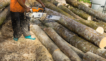 A worker is cutting trees by a chainsaw for wood industry